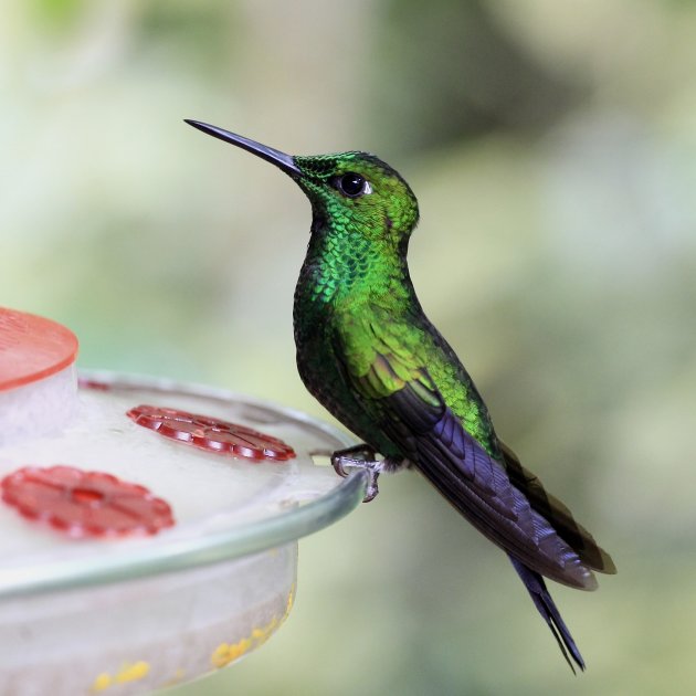 Het vogelrijk Costa Rica