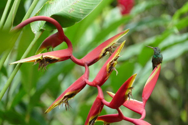 Colibri