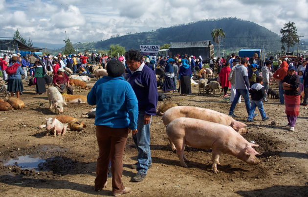 Veemarkt Otavalo 