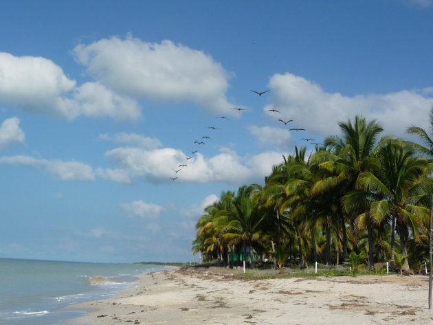 Pelikanen boven strand