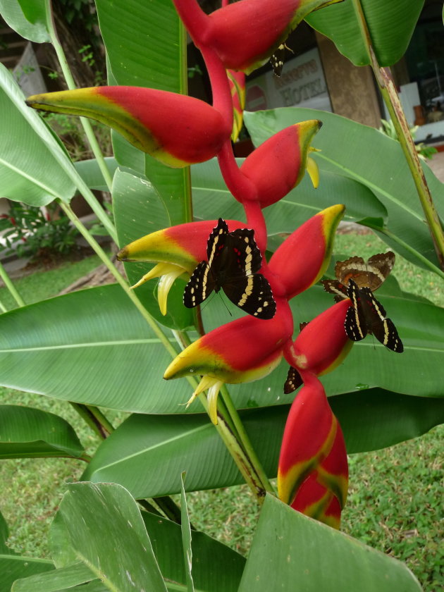 Vlinders en planten