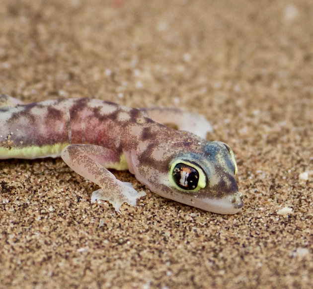 Kijk een Gekko eens wat dieper in de ogen