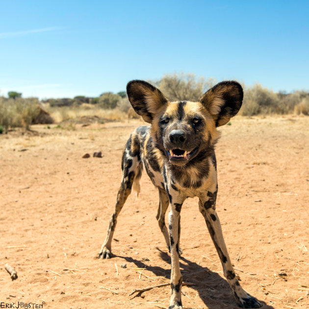 Nieuwsgierig hondje 