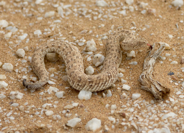 Gesleten tong van een sidewinder