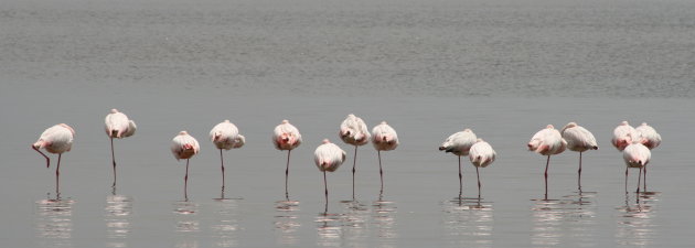 een stilleven van flamingo's