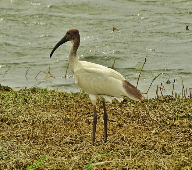 Indische witte ibis