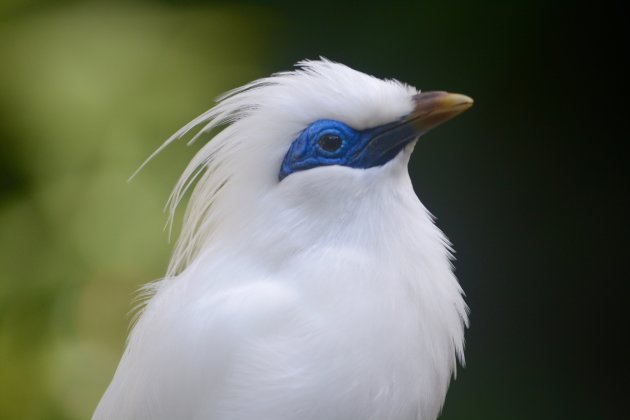 Bali Myna