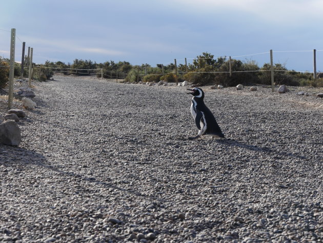 Overstekenden pinguïns hebben voorrang