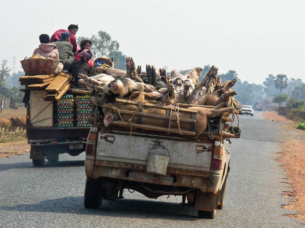 OP weg naar de markt