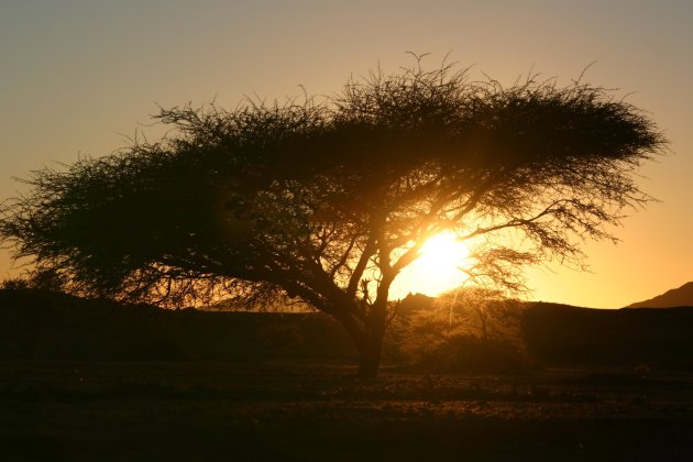 sunset tree