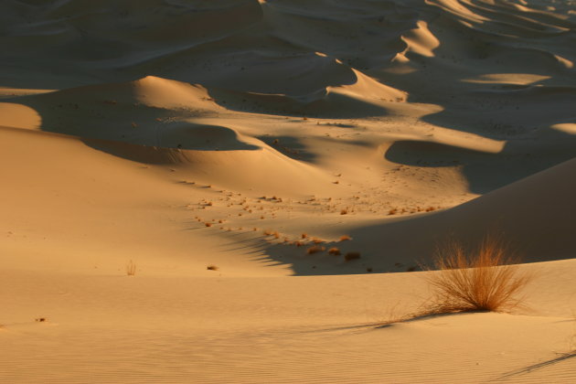 Sahara grass