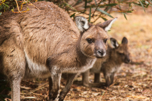 Kangaroe op Kangaroo Island