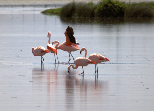 Reserva Laguna Nímez