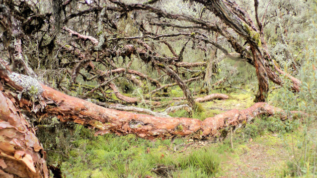 Las Cajas NP