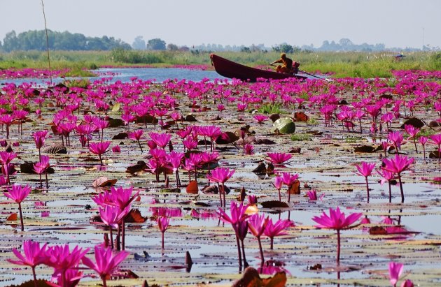 Varen tussen de lotussen