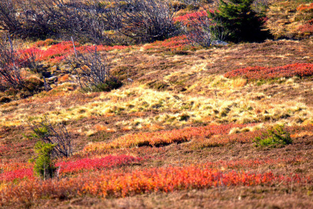 knallende herfst