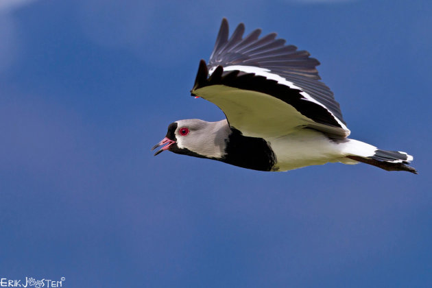 Lapwing