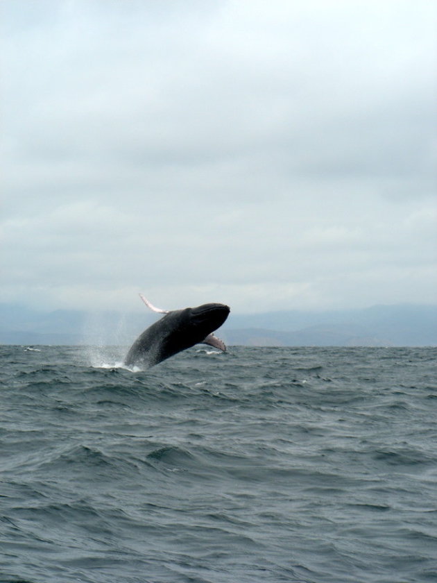 en de walvis sprong...