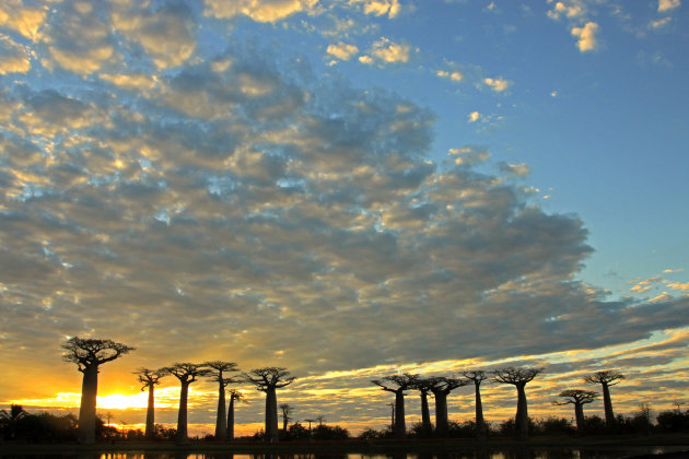 Baobabs tijdens zonsondergang