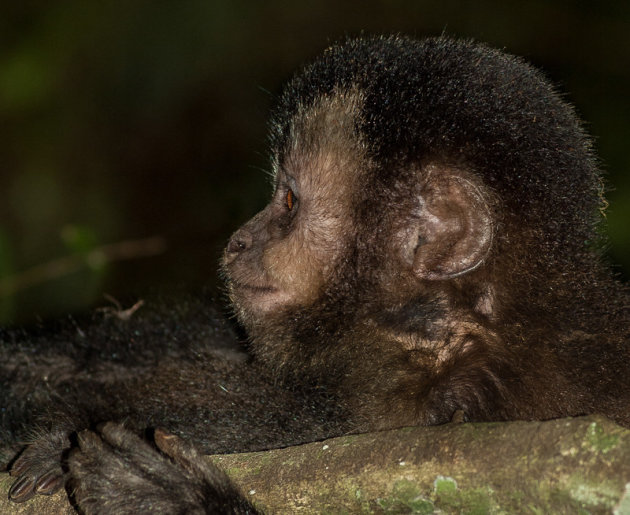 Aapje bij Iguazu