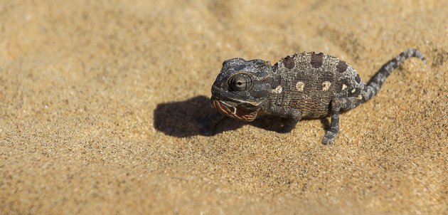 Namaqua kameleon