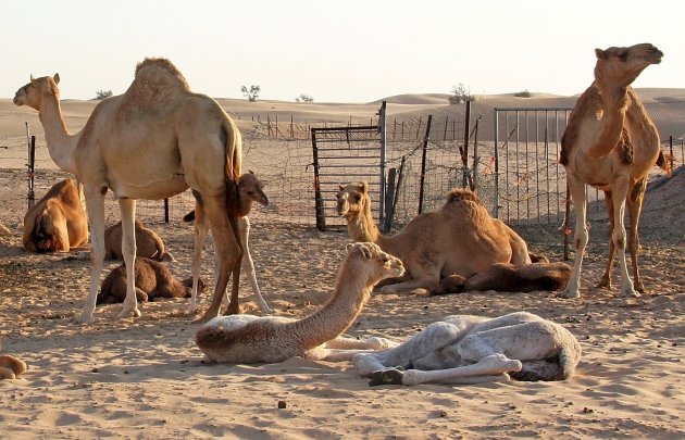 Camel farm