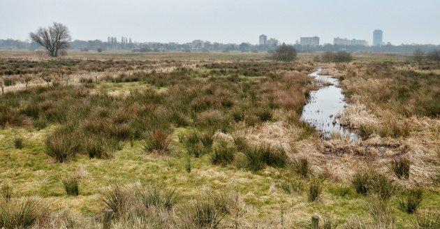 het Bosschebroek