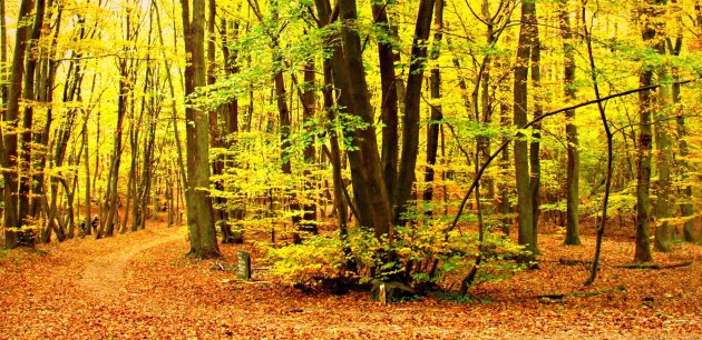 herfstkleuren