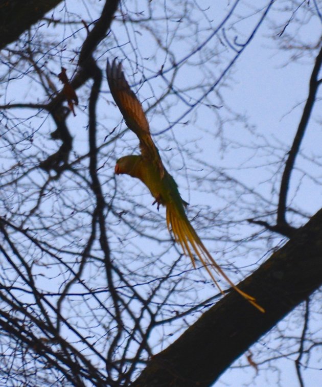 Parkiet in aantocht