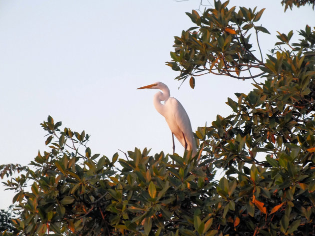 Grote zilverreiger