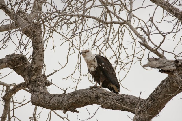  Jonge fish eagle