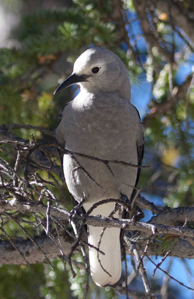 Clark's nutcracker