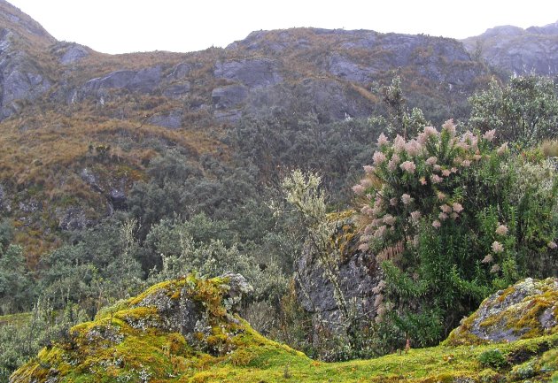 Las Cajas NP