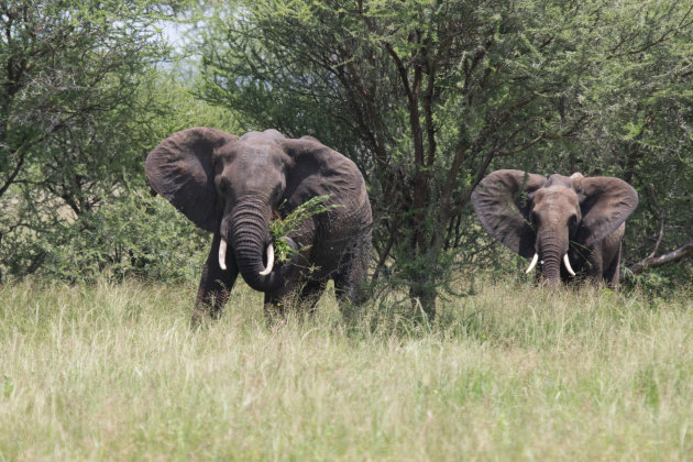 Tarangire het park van de Olifanten