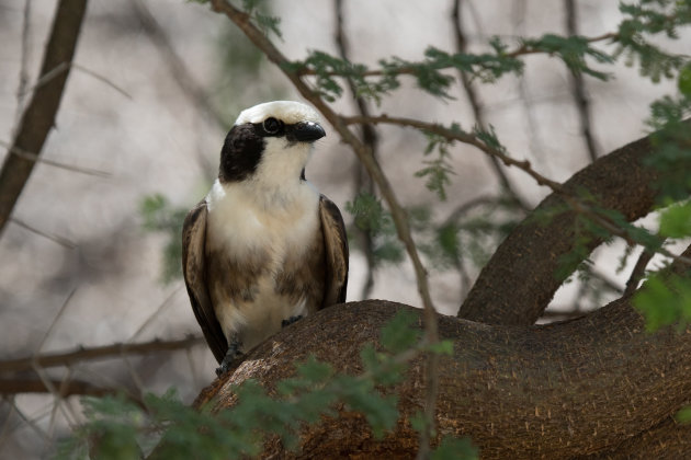 LAnd voor vogelaars