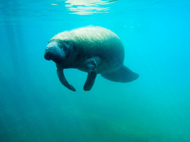 Manatee