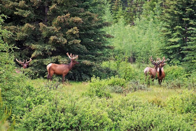 Wapiti's in het groen