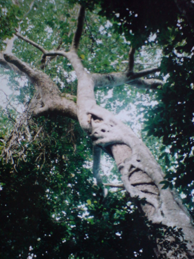 2001-2002 Brownsberg Natuurpark.