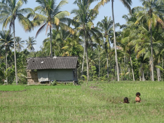 Pure van Indonesie 