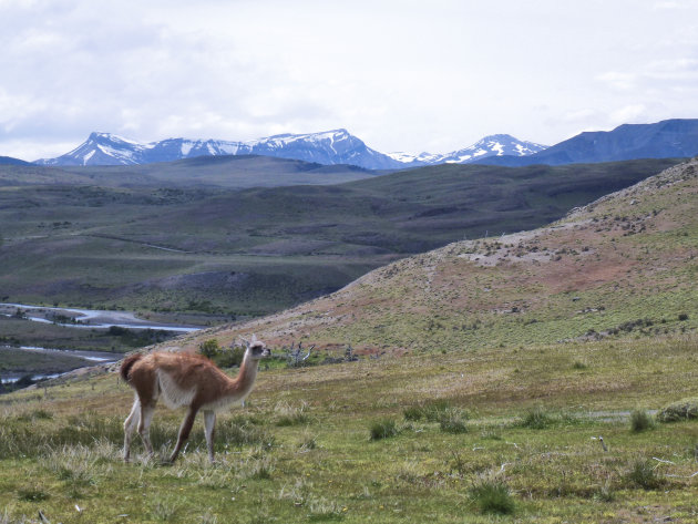 Guanaco