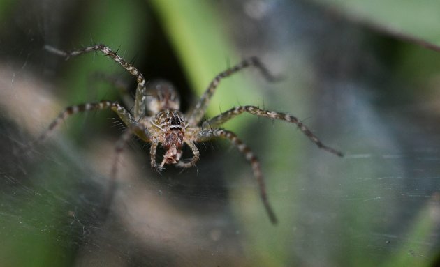 Spiderwoman