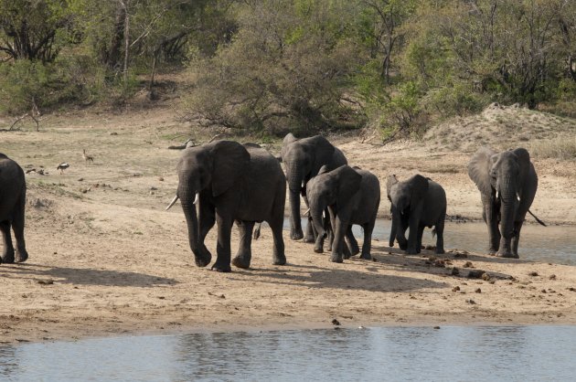 Elephant Walk