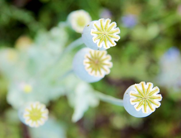 Papaver