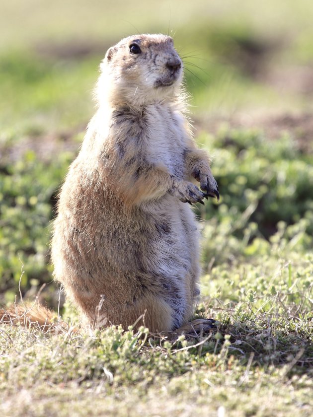 Bezoek Prairie Dog Town