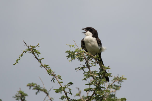 Vogelparadijs