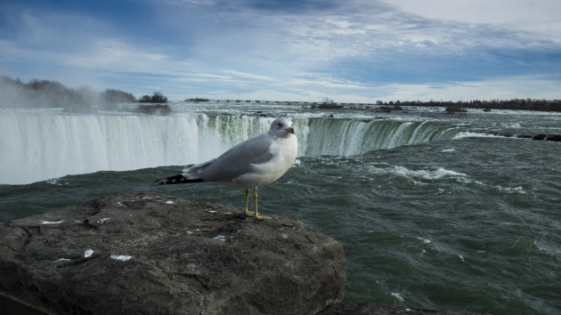 Niagara Falls met wildlife ;)