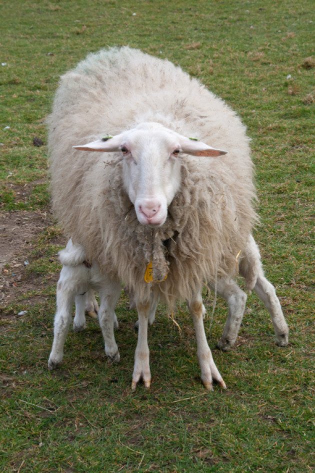 Schaap met vijf... eh... veel poten?