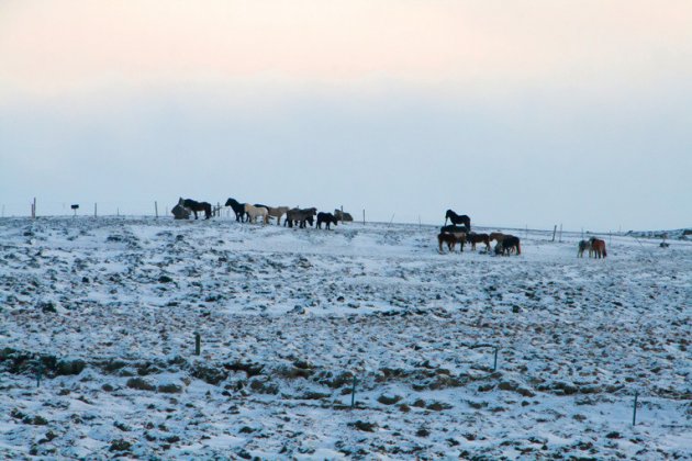 IJslandse paarden