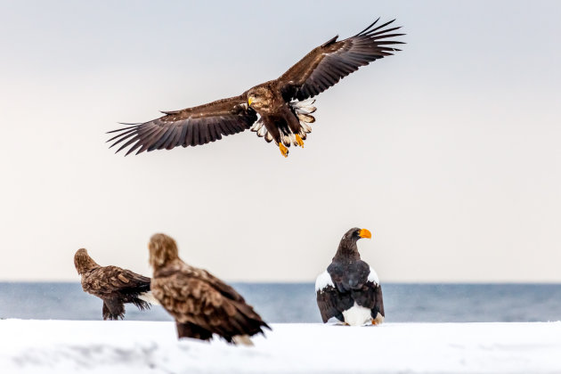 White-tailed sea-eagle zet de landing in