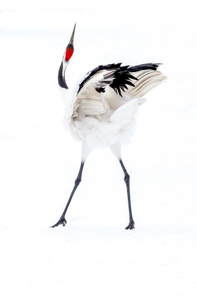 Japanse kraanvogel in de sneeuw